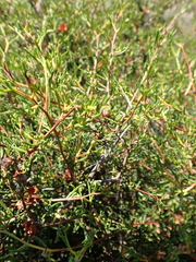 Dodonaea pinifolia