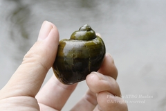 Pomacea canaliculata