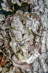 Auricularia mesenterica