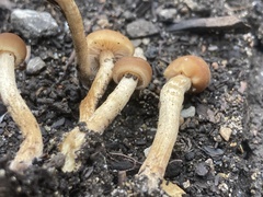 Hypholoma tuberosum
