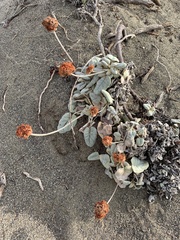 Eriogonum latifolium
