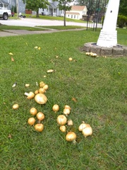 Agaricus subrufescens
