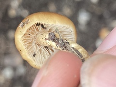 Hypholoma tuberosum