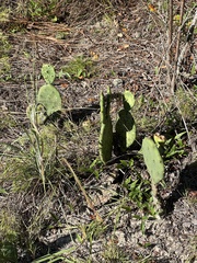 Opuntia