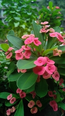 Euphorbia milii