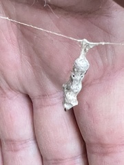 Mecynogea lemniscata