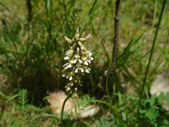 Vicia pulchella