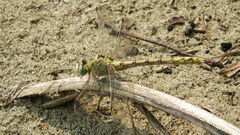 Ophiogomphus severus