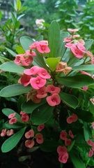 Euphorbia milii