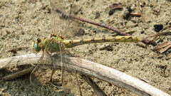 Ophiogomphus severus
