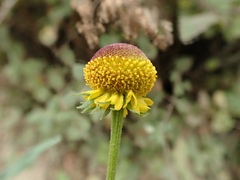 Helenium puberulum