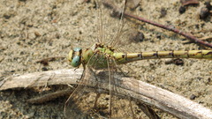 Ophiogomphus severus