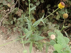 Helenium puberulum