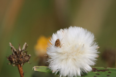 Homaemus aeneifrons