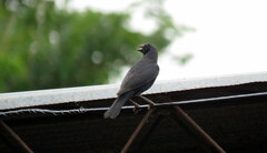 Icteridae