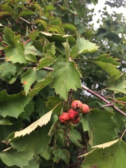 Crataegus