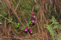 Penstemon roseus