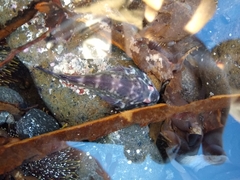 Diplocrepis puniceus