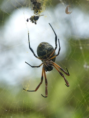 Trichonephila sexpunctata