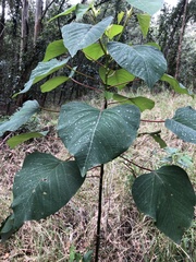 Homalanthus populifolius