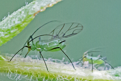 Uroleucon caligatum