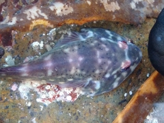 Diplocrepis puniceus