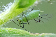 Uroleucon caligatum