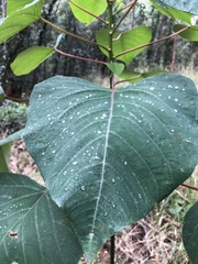 Homalanthus populifolius