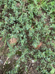 Polygonum arenastrum