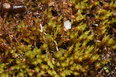 Ptychostomum