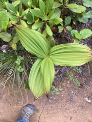 Veratrum viride