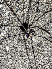 Leuronychus pacificus