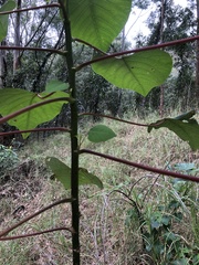 Homalanthus populifolius