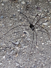 Leuronychus pacificus