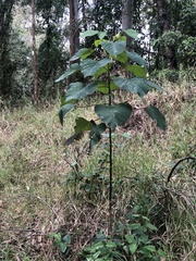 Homalanthus populifolius