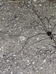 Leuronychus pacificus