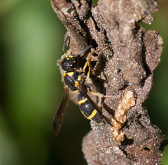 Parancistrocerus