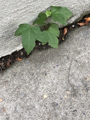 Liquidambar