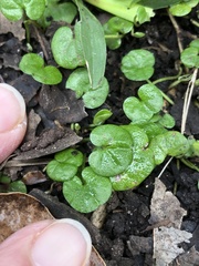 Dichondra repens