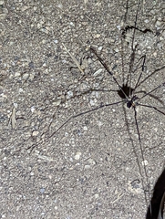 Leuronychus pacificus