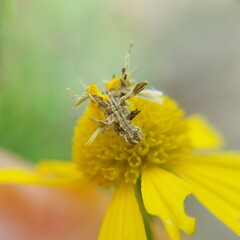Synchlora