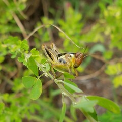 Melanoplini