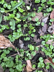 Dichondra repens