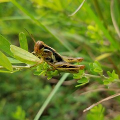 Melanoplini
