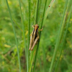 Melanoplini