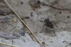 Cicindela duodecimguttata