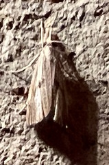 Macrochilo orciferalis