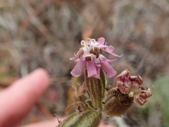 Silene scouleri scouleri