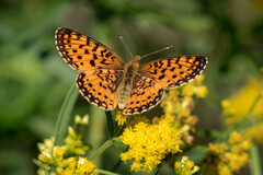 Boloria selene