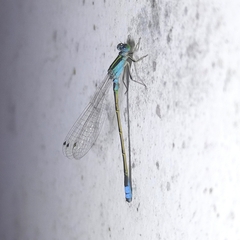 Ischnura fluviatilis